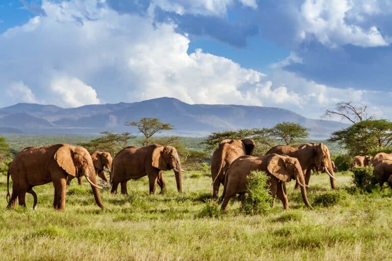 A group of elephants walking together in the wild in Zimbabwe.